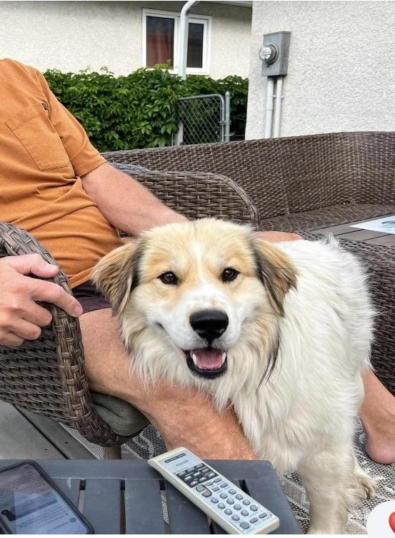 Markey, adopted, Adult Male Border Collie & Mixed Breed.