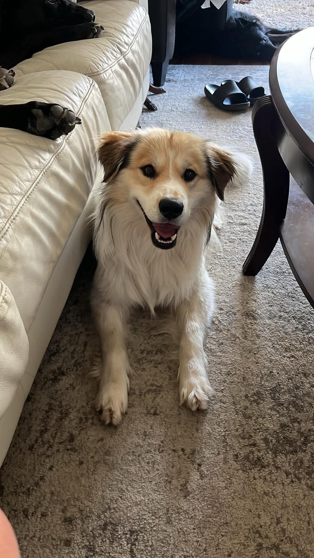 Markey, an adopted mixed breed in Winnipeg, MB image 2/5