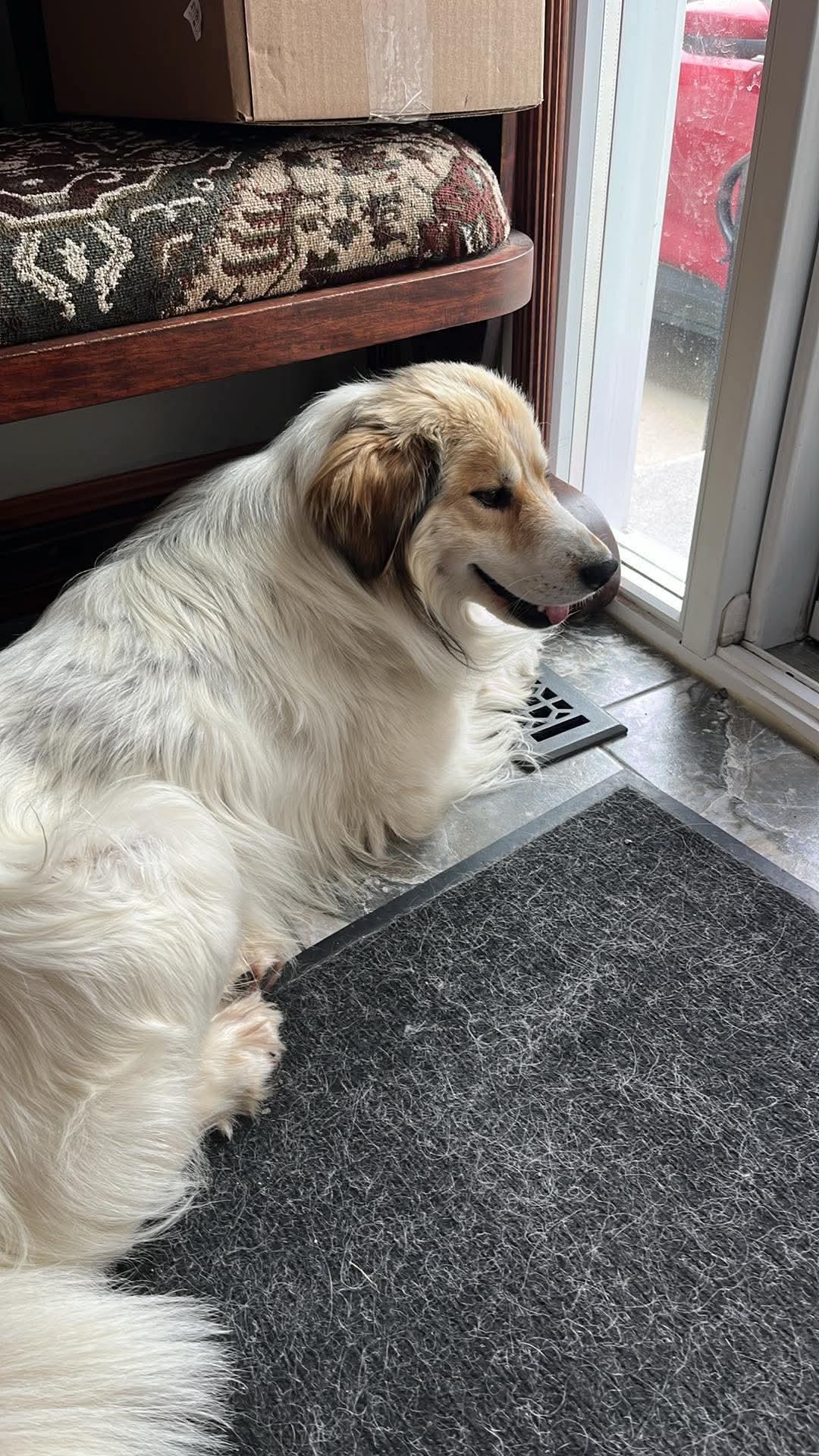 Markey, an adopted mixed breed in Winnipeg, MB image 4/5
