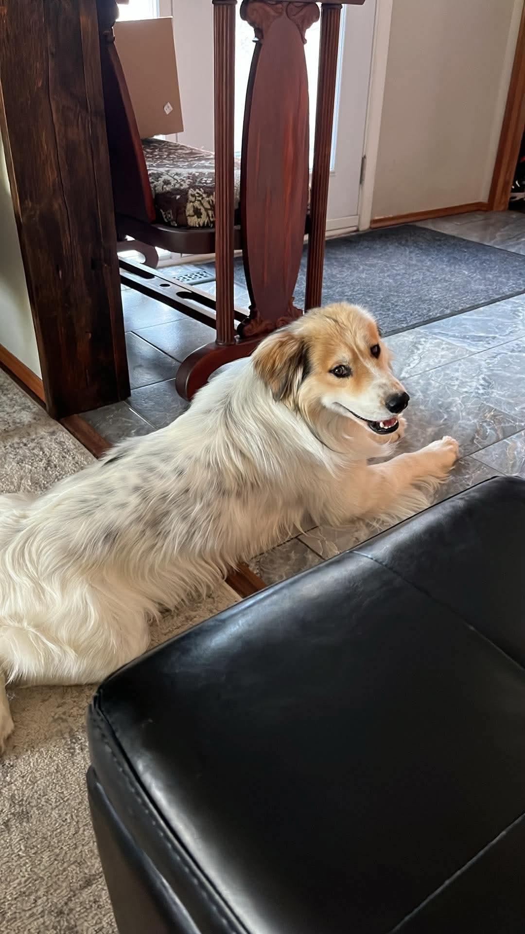 Markey, an adopted mixed breed in Winnipeg, MB image 5/5