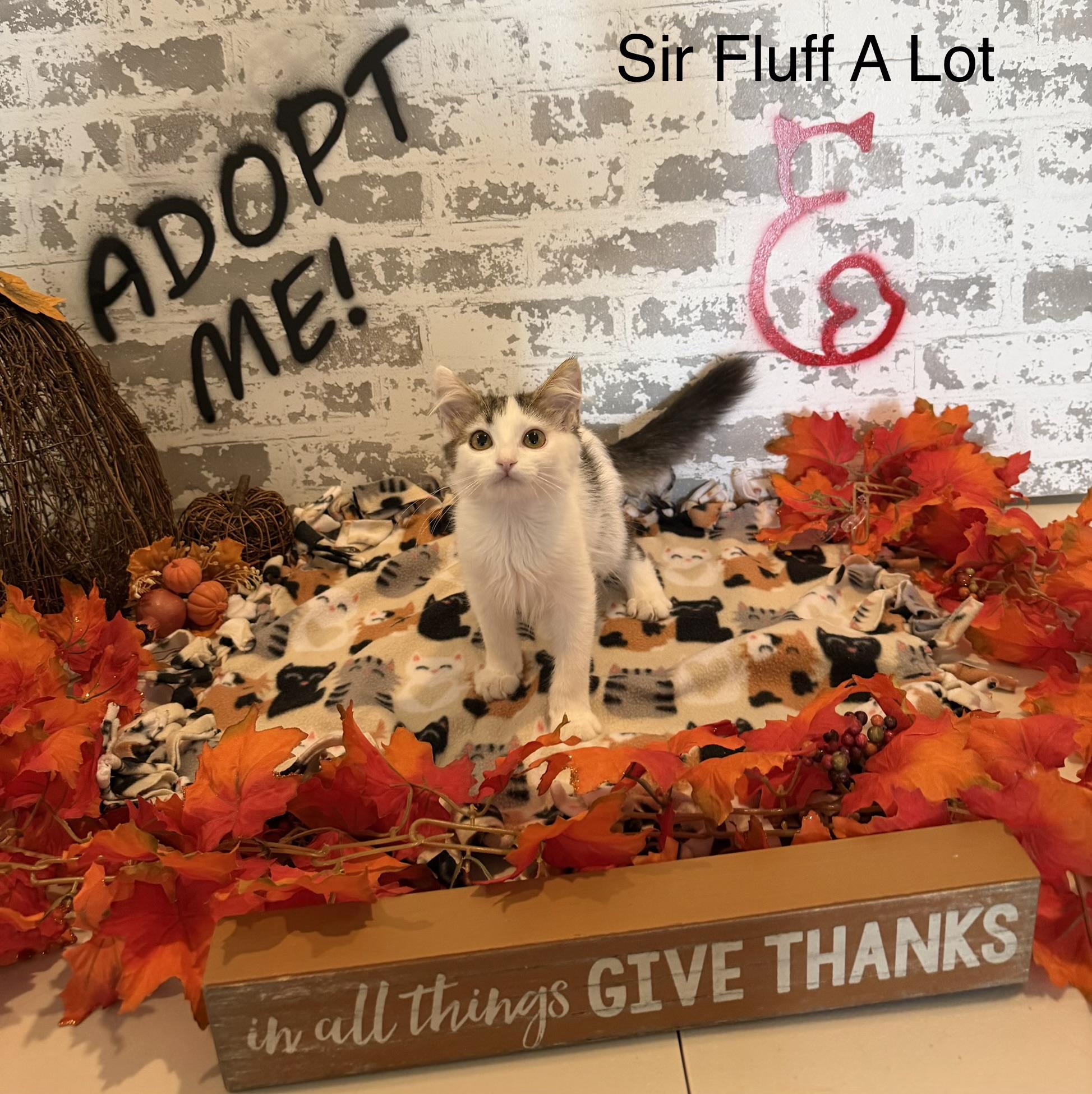 Sir Fluff A Lot