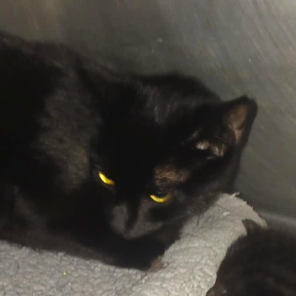 Sapphire Berkeley, Adoptable, Adult Female Domestic Short Hair.