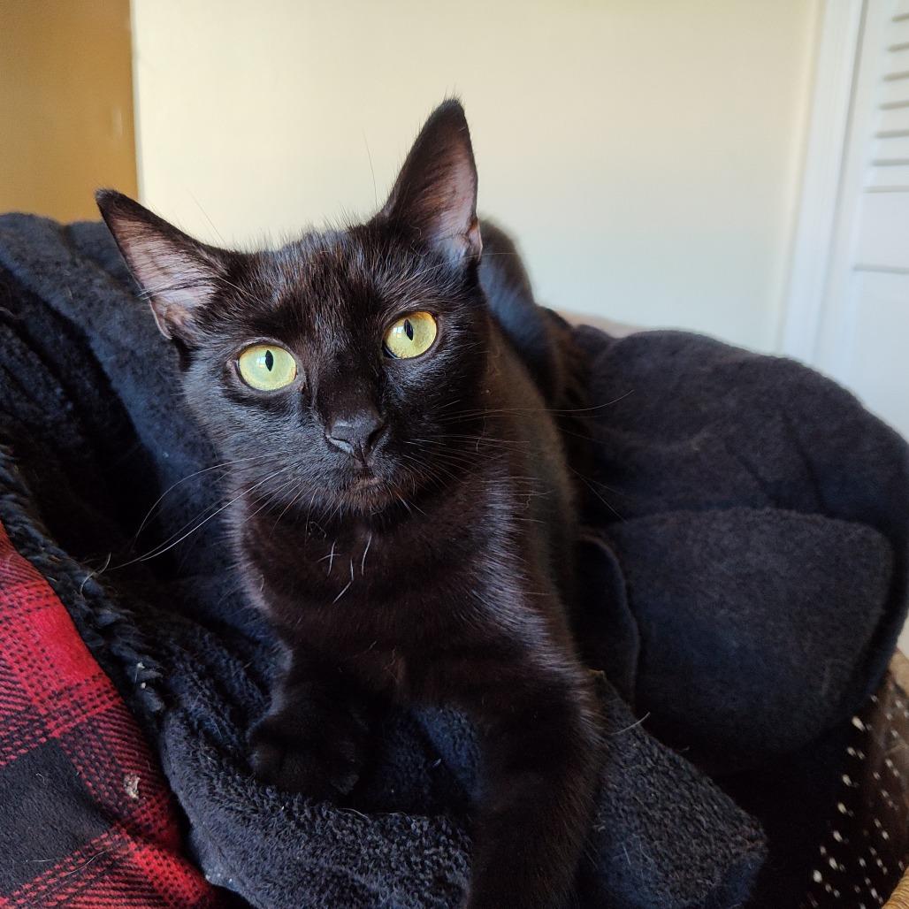 Enlarge Sapphire Berkeley, a Adoptable Domestic Short Hair in Merrifield, VA image 2/2