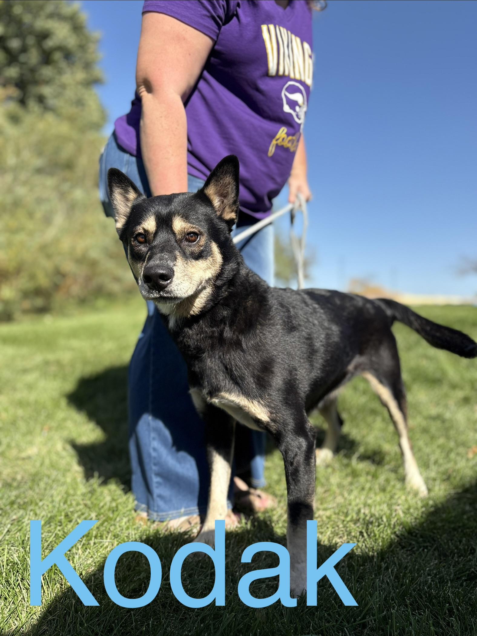 Enlarge Kodak, a Adoptable mixed breed in Zimmerman, MN image 1/3