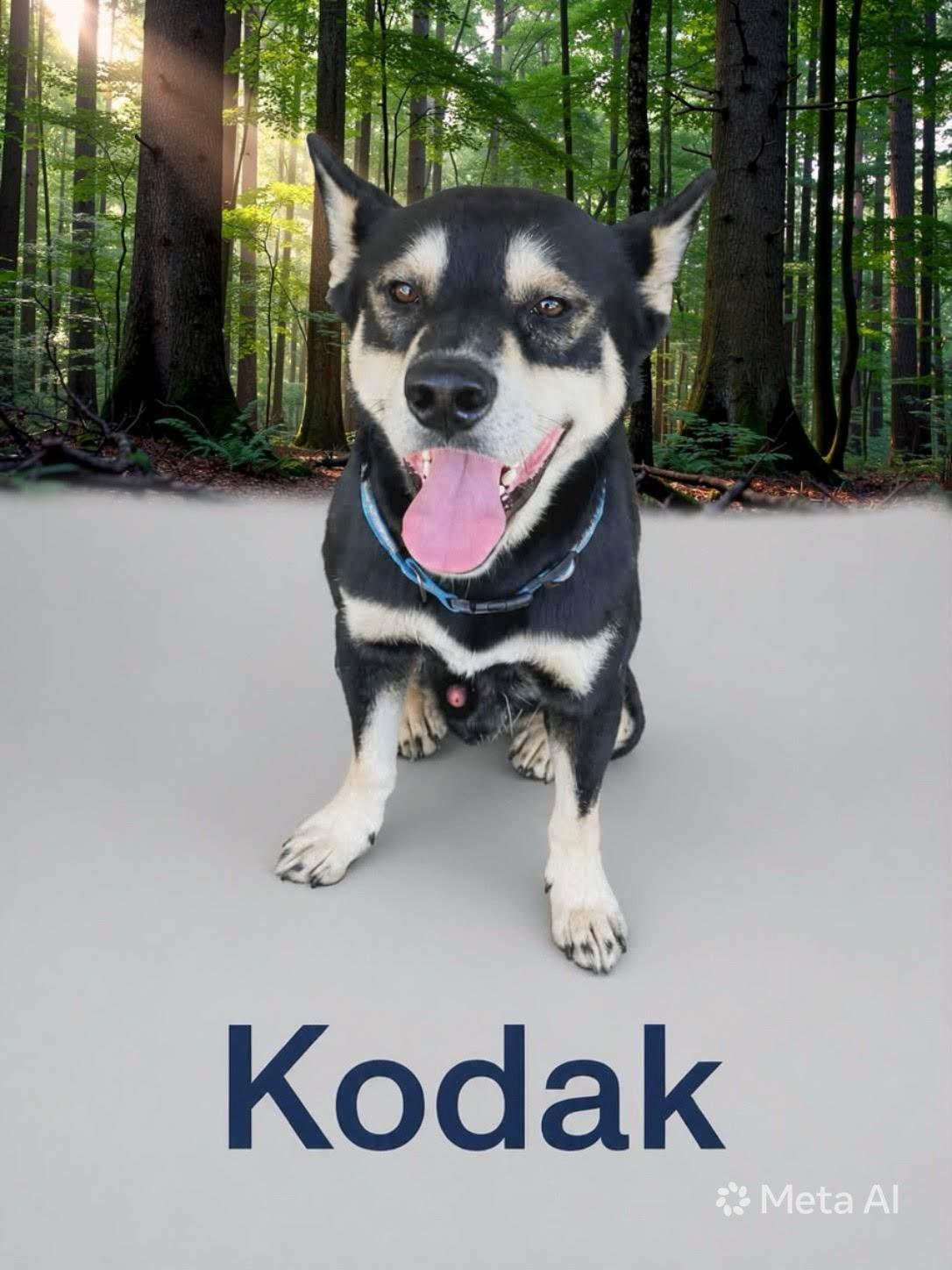Enlarge Kodak, a Adoptable mixed breed in Zimmerman, MN image 3/3