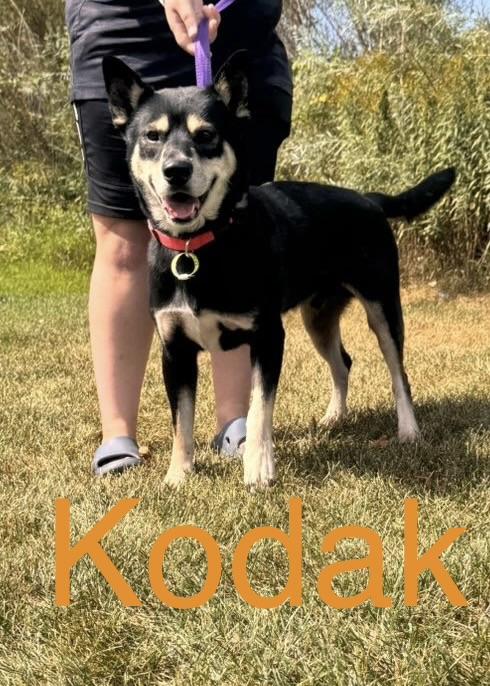 Enlarge Kodak, a Adoptable mixed breed in Zimmerman, MN image 2/3