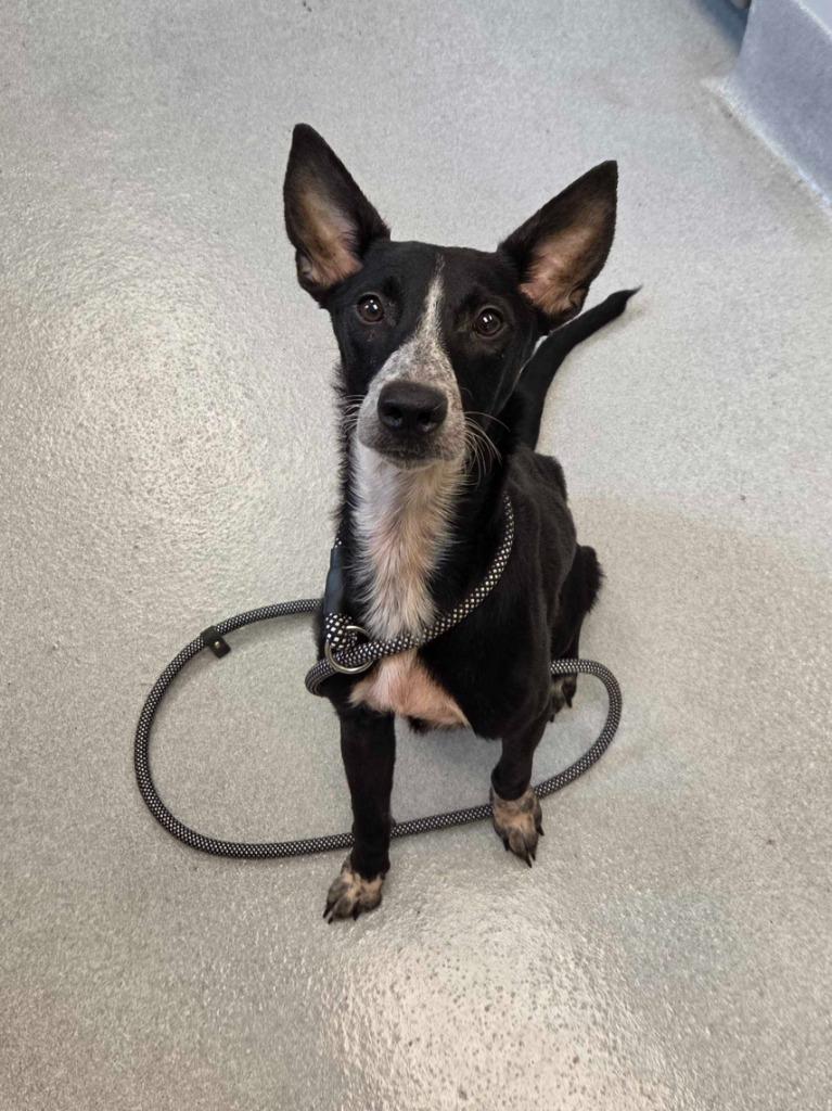 Enlarge Adele, a Adoptable mixed breed in Chillicothe, OH image 1/1