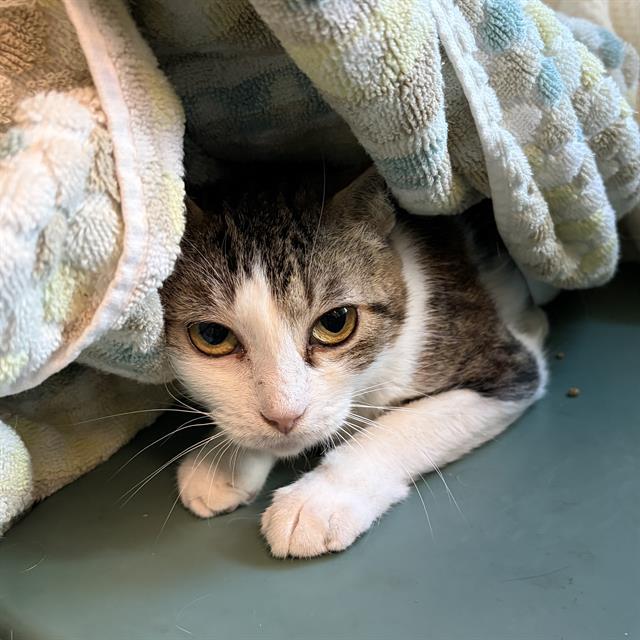 MARGAERY - WORKING CAT, Adoptable, Young Female Domestic Short Hair.