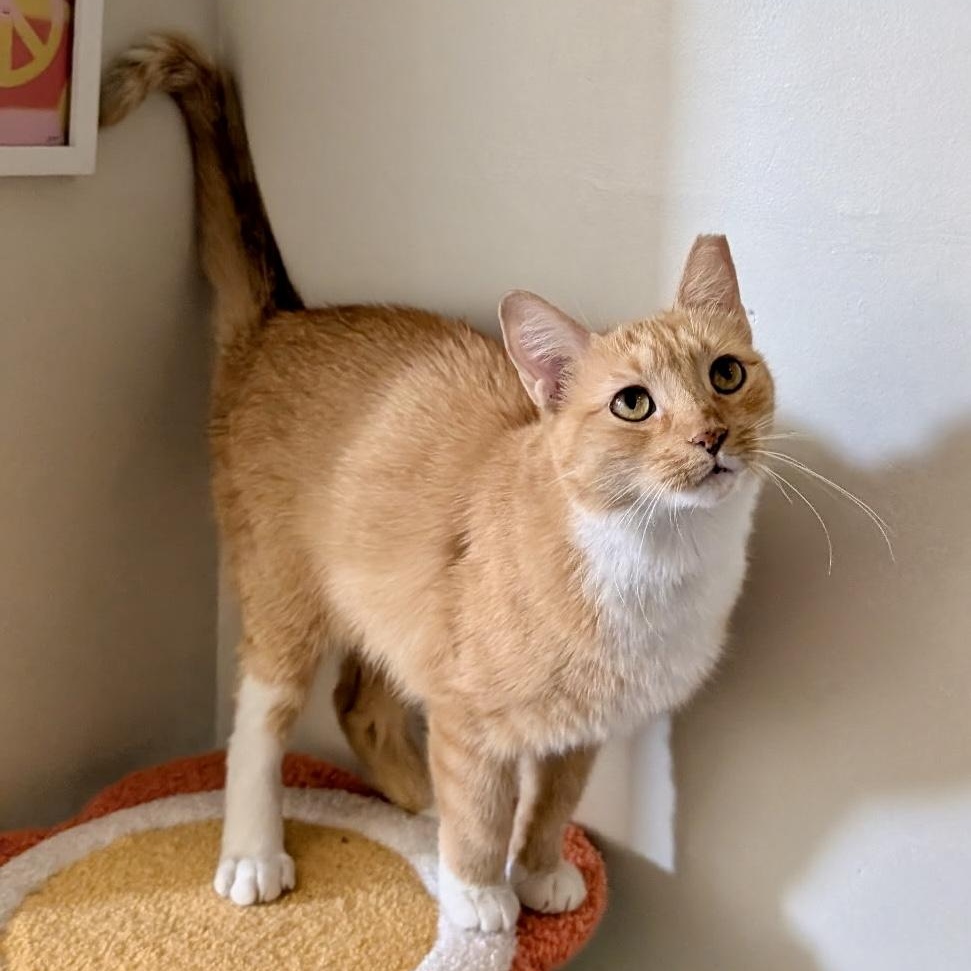 Mittens, a Adoptable mixed breed in Bethel, CT image 1/6