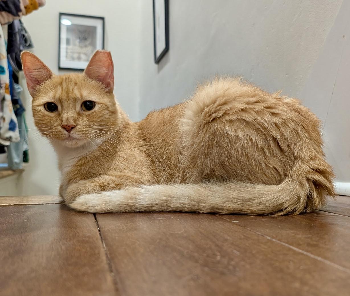 Mittens, a Adoptable mixed breed in Bethel, CT image 3/6