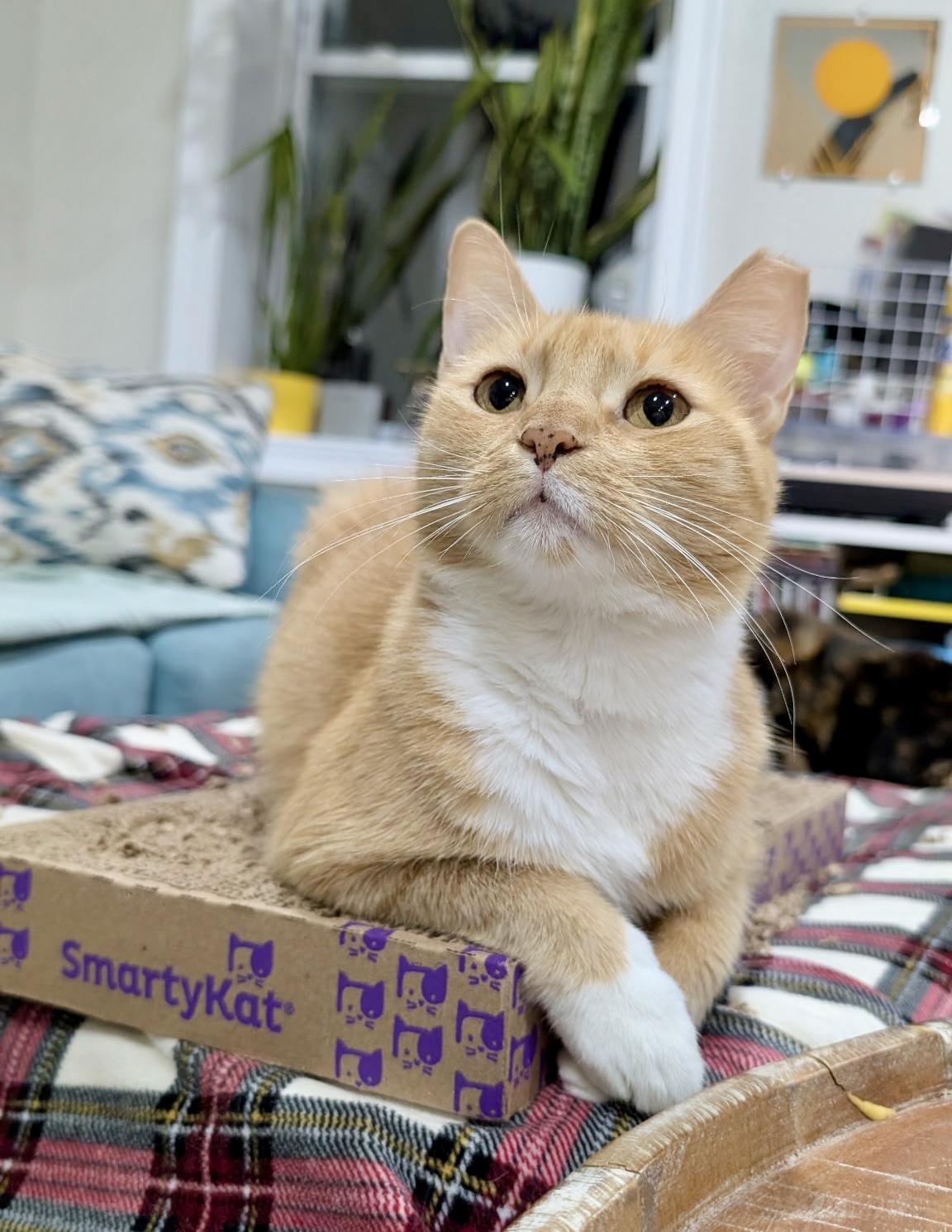 Mittens, a Adoptable mixed breed in Bethel, CT image 2/6