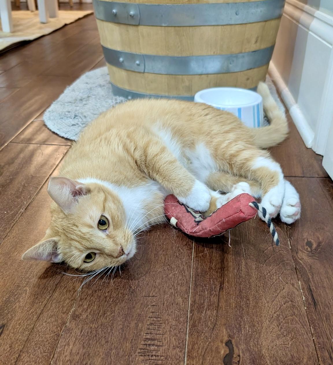 Mittens, a Adoptable mixed breed in Bethel, CT image 6/6