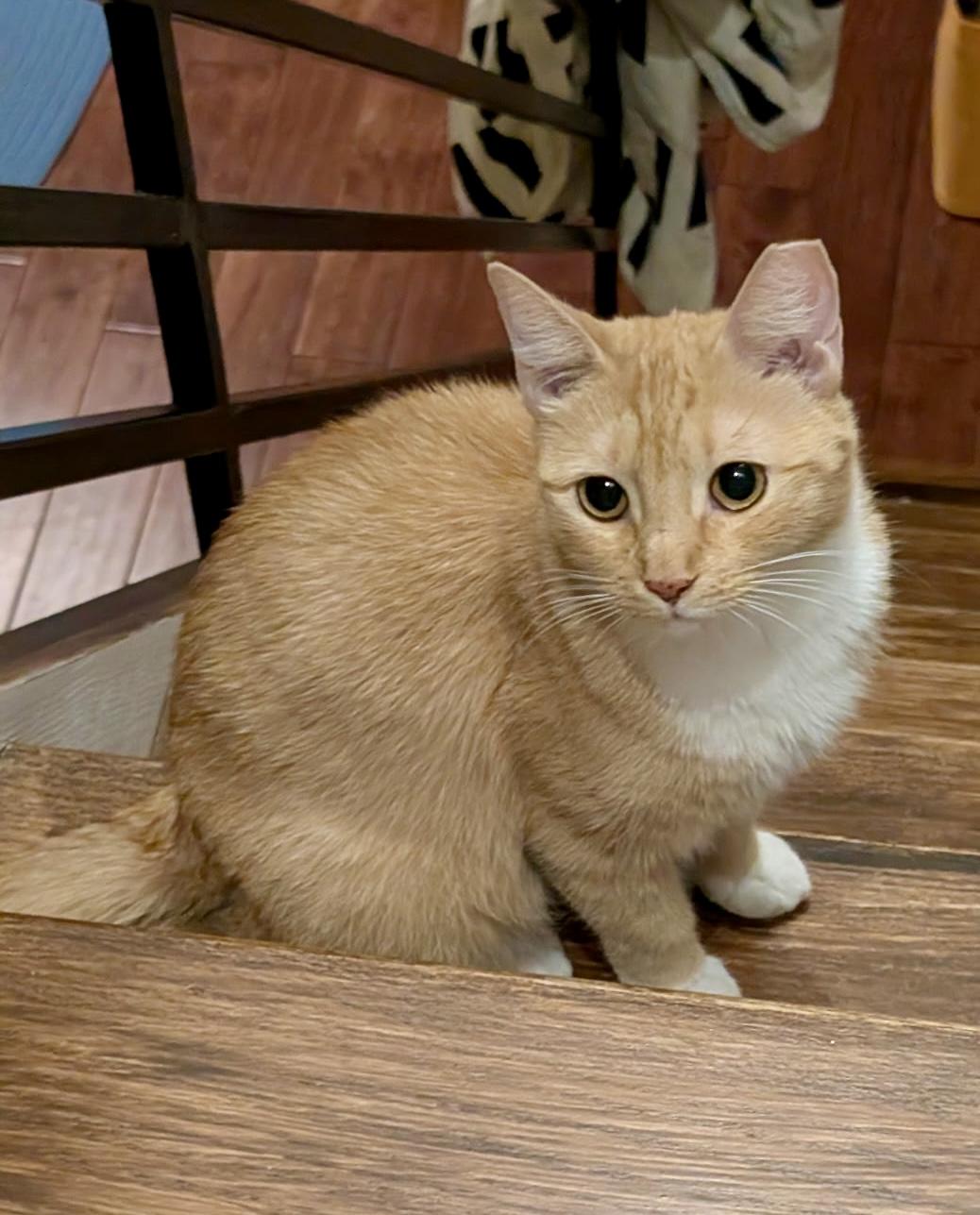 Mittens, a Adoptable mixed breed in Bethel, CT image 4/6