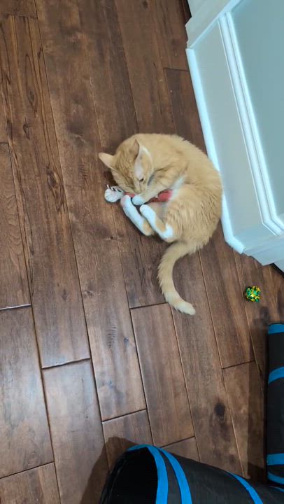 Enlarge Mittens, a Adoptable mixed breed in Bethel, CT video 5/6