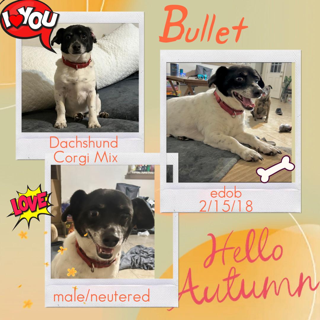 Enlarge Bullet WV8908-T, a Adoptable mixed breed in Woodinville, WA image 2/6