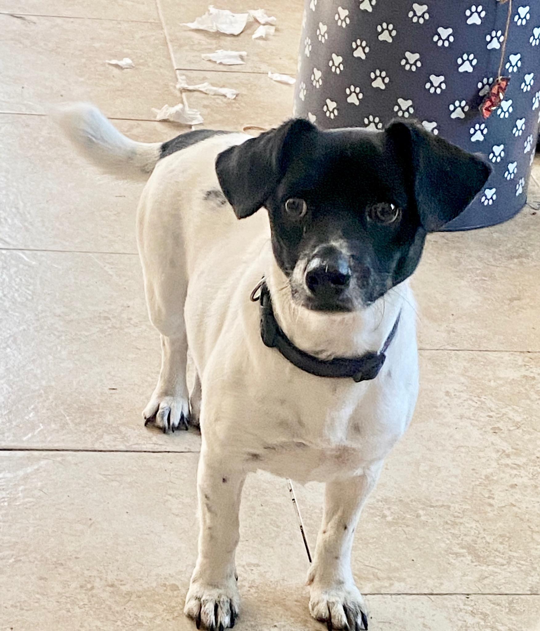 Enlarge Bullet WV8908-T, a Adoptable mixed breed in Woodinville, WA image 6/6