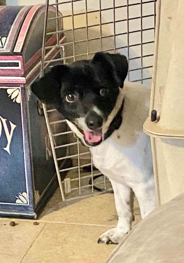 Enlarge Bullet WV8908-T, a Adoptable mixed breed in Woodinville, WA image 3/6