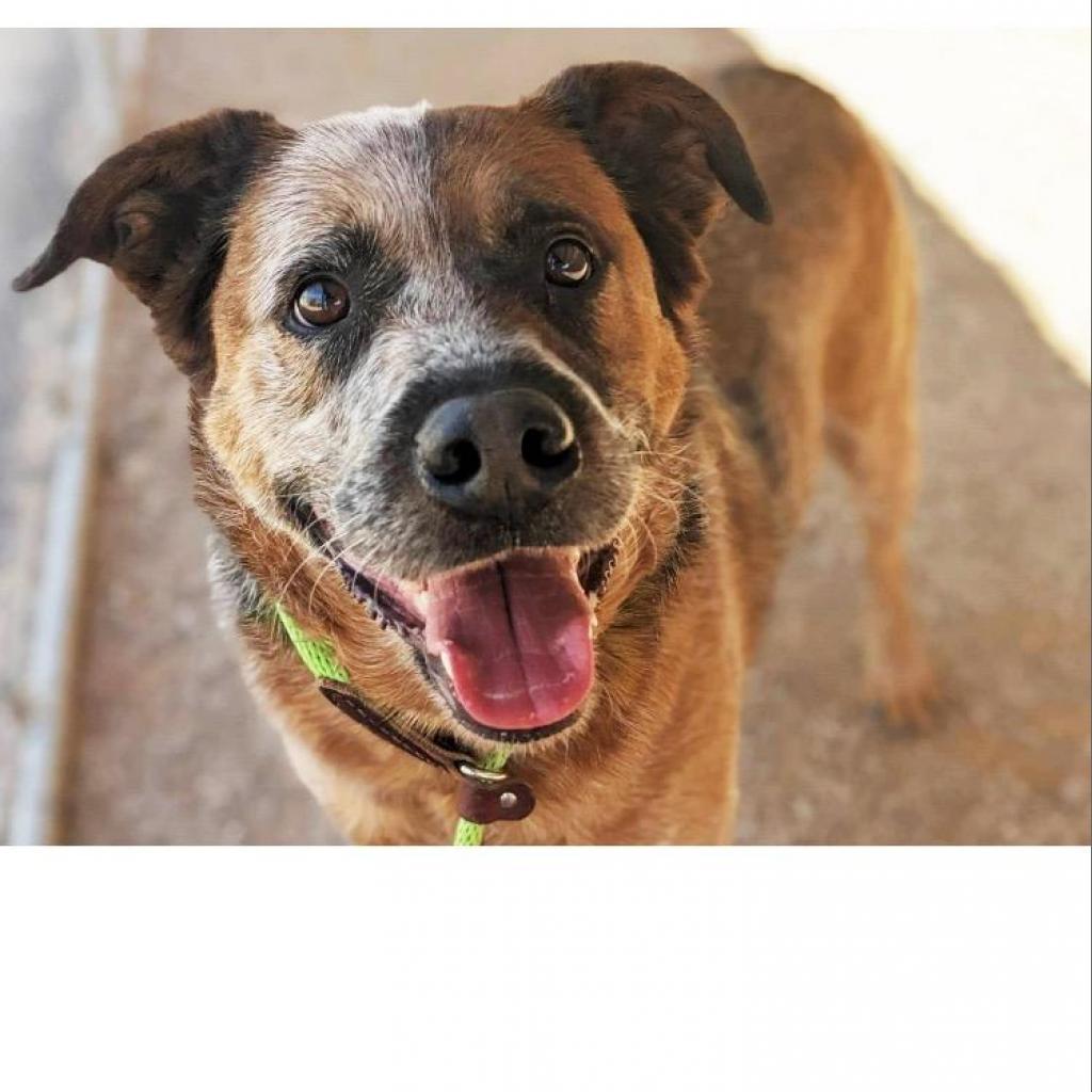 Enlarge Oppie, a Adoptable Cattle Dog in Marana, AZ image 1/1