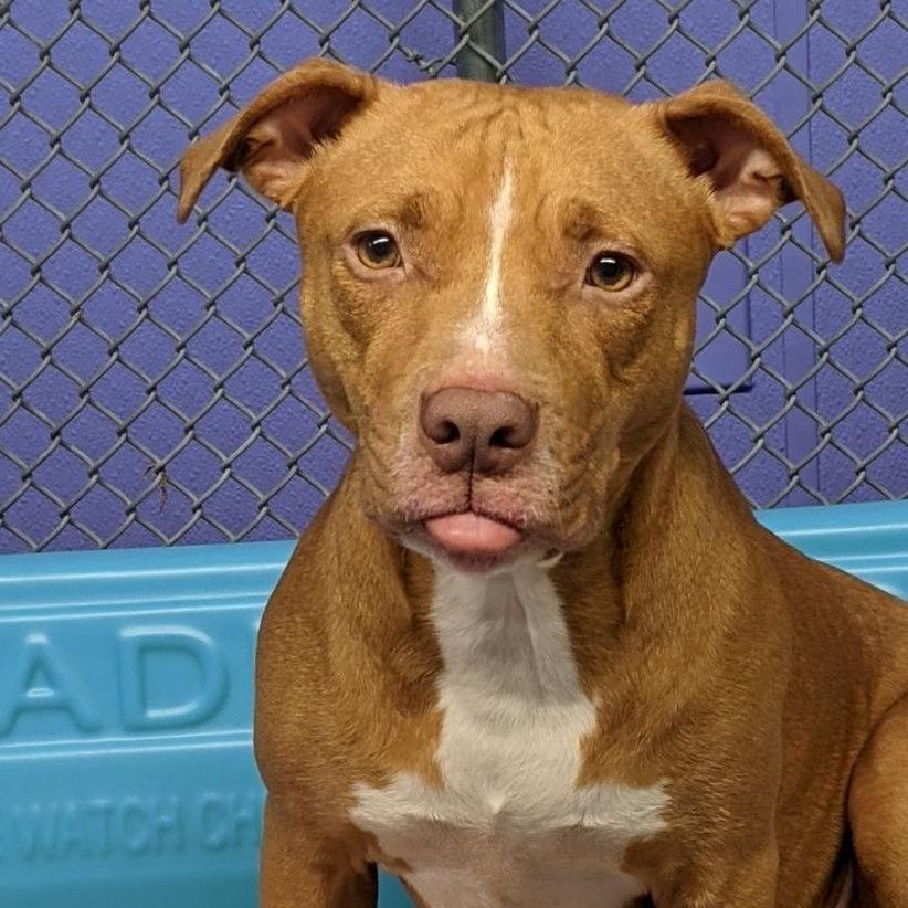 Ducky (foster-to-adopt), Adult Female Pit Bull Terrier