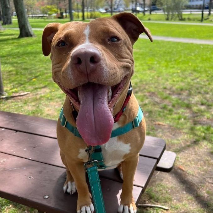Ducky (foster-to-adopt), a Adoptable mixed breed image 2/10