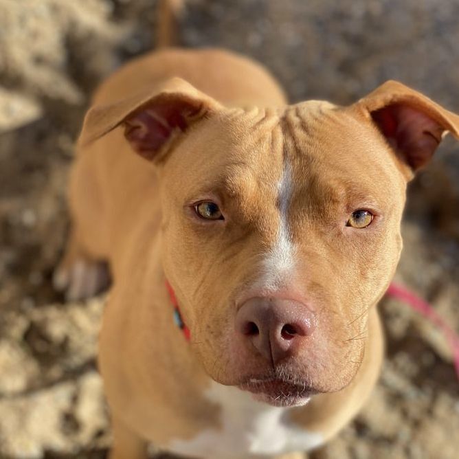 Ducky (foster-to-adopt) photo 4