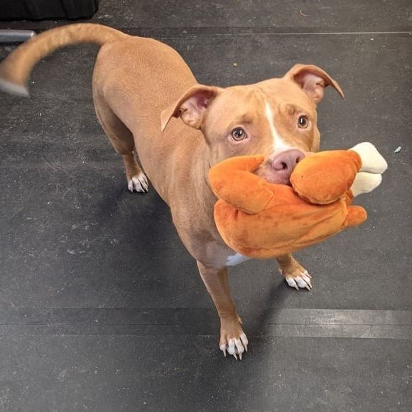 Ducky (foster-to-adopt) photo 3