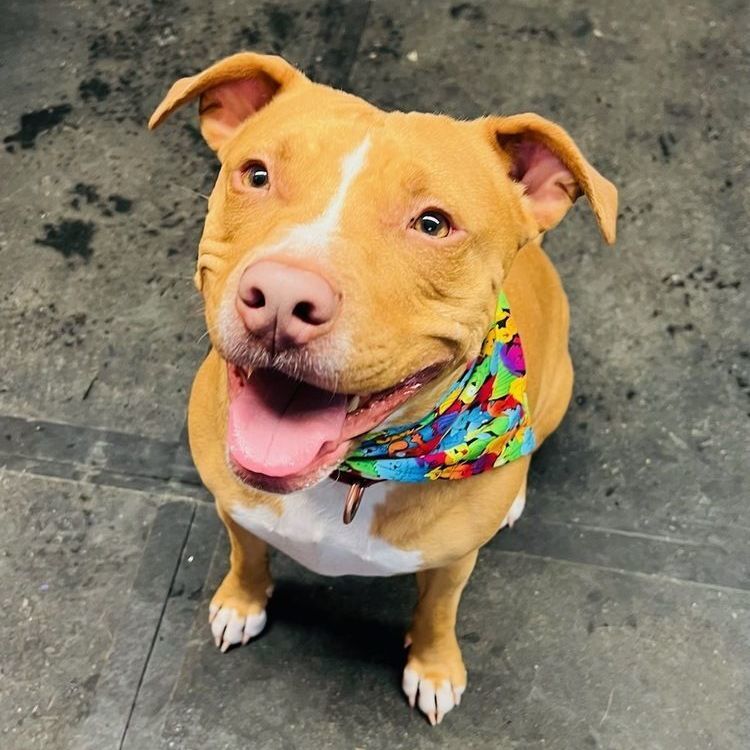 Ducky (foster-to-adopt), a Adoptable mixed breed image 5/10