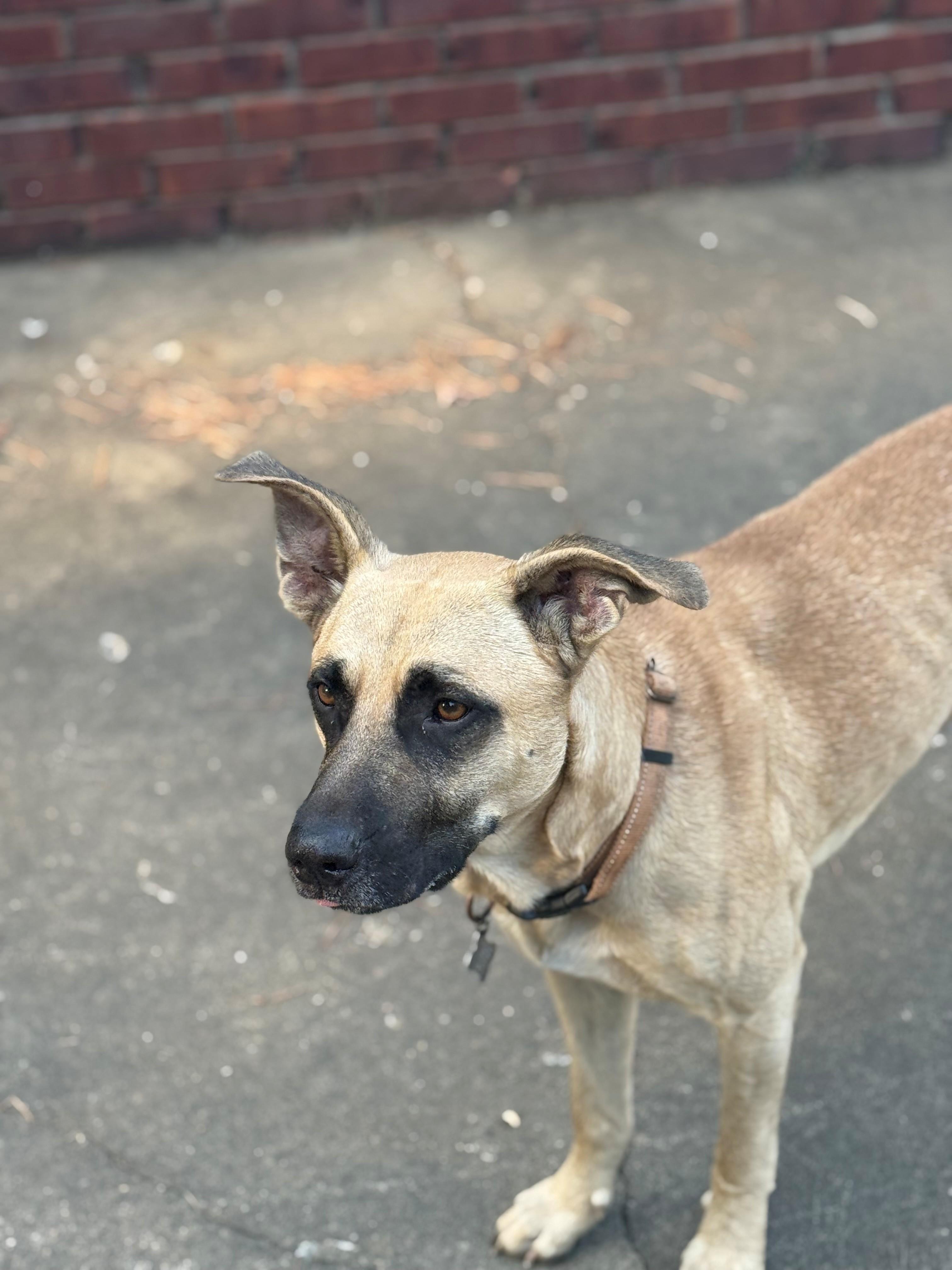 Enlarge Charlie, a Adoptable mixed breed in Woburn, MA image 3/6