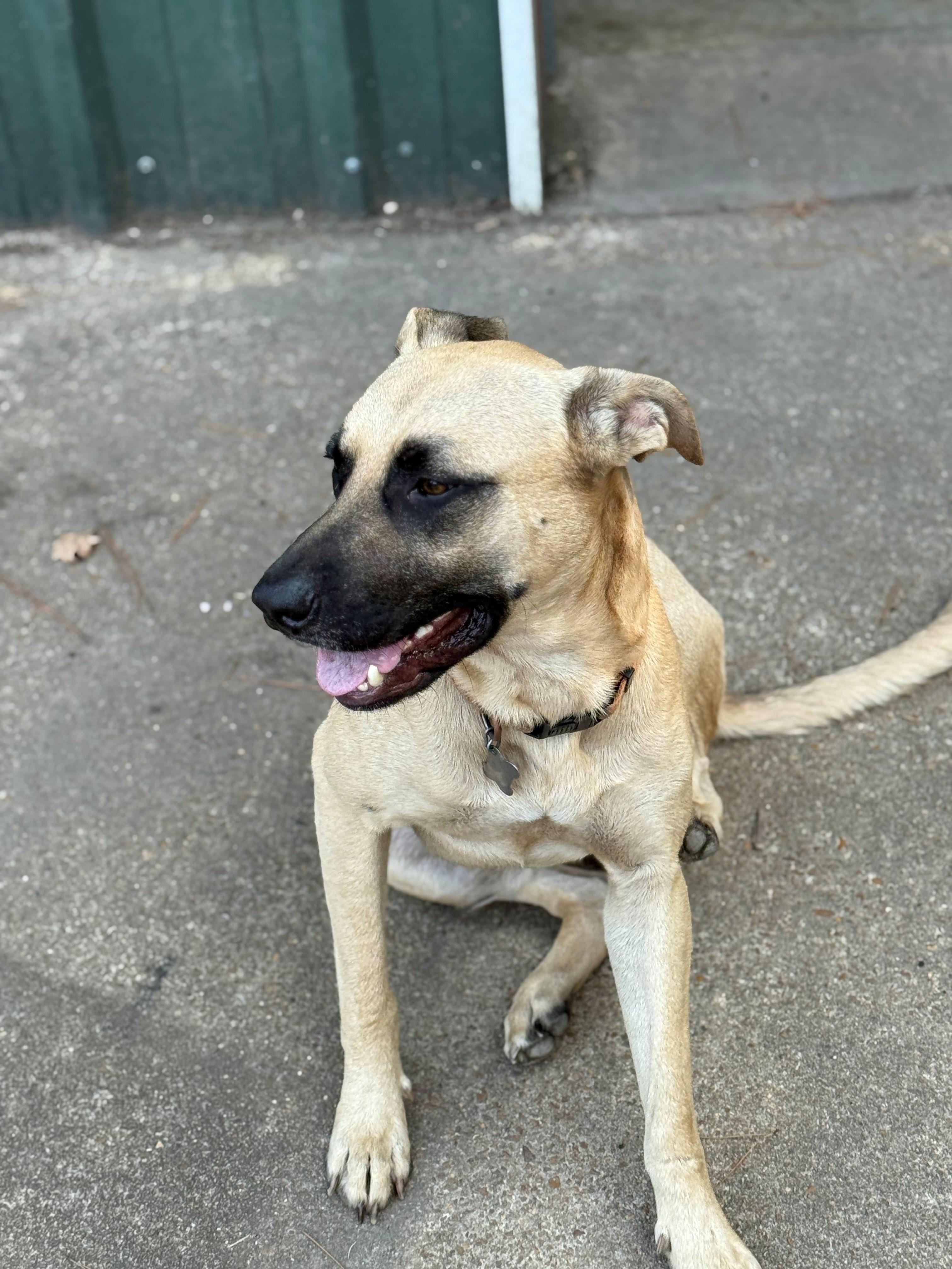 Enlarge Charlie, a Adoptable mixed breed in Woburn, MA image 2/6