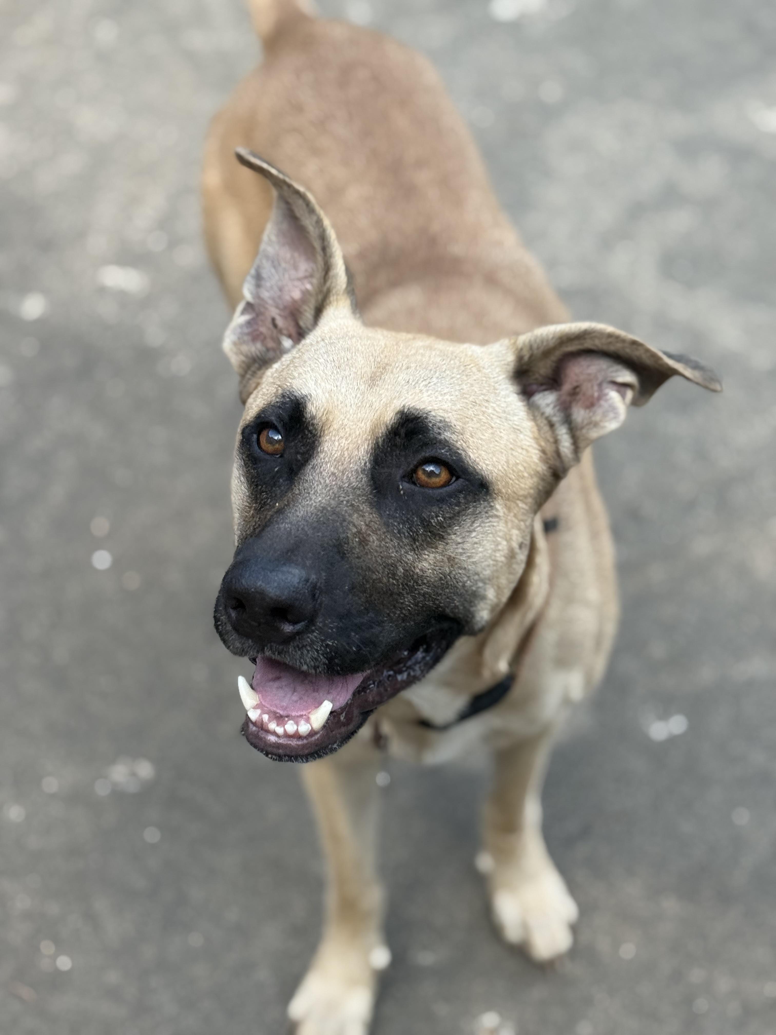 Enlarge Charlie, a Adoptable mixed breed in Woburn, MA image 1/6