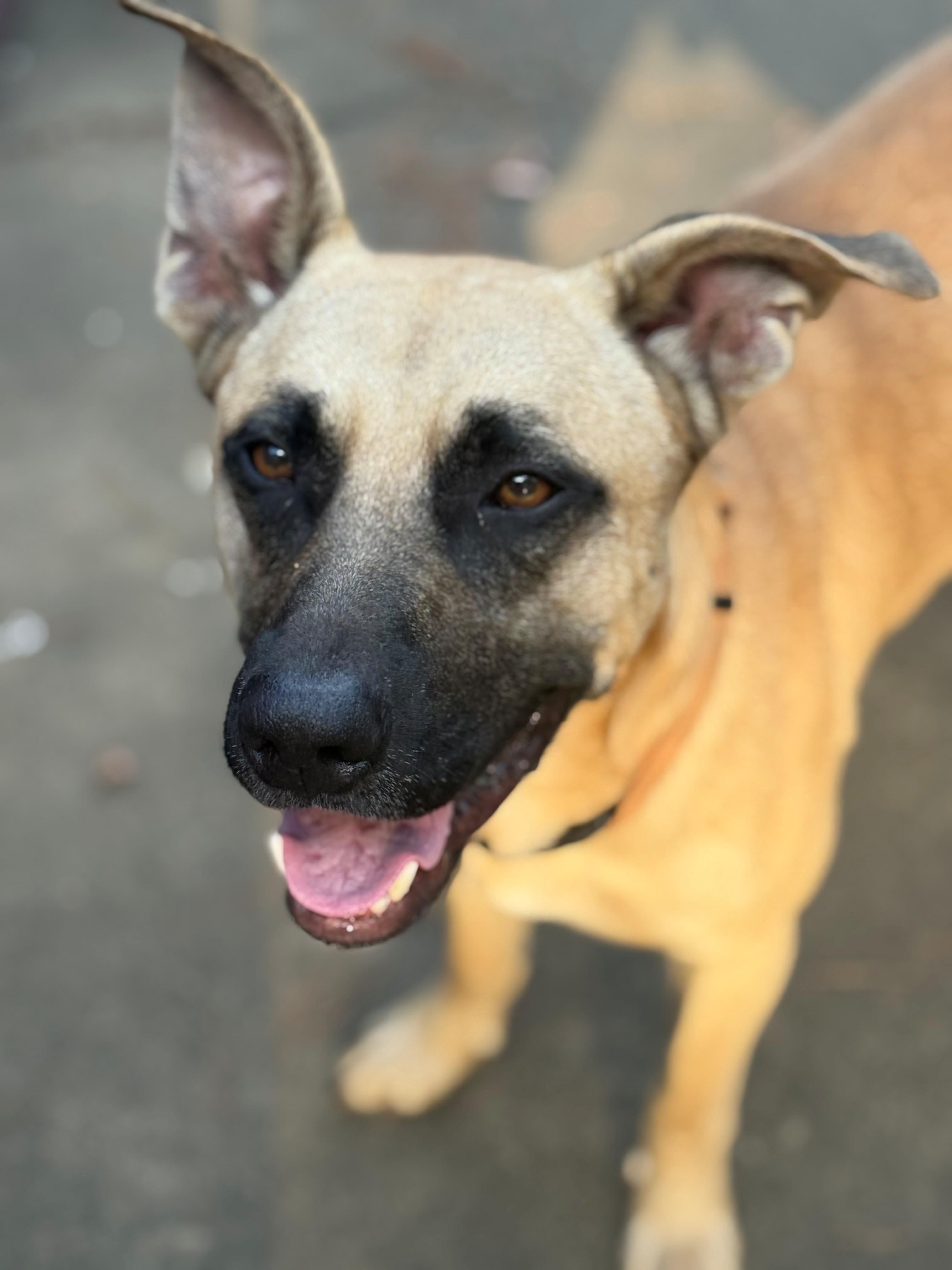 Enlarge Charlie, a Adoptable mixed breed in Woburn, MA image 4/6