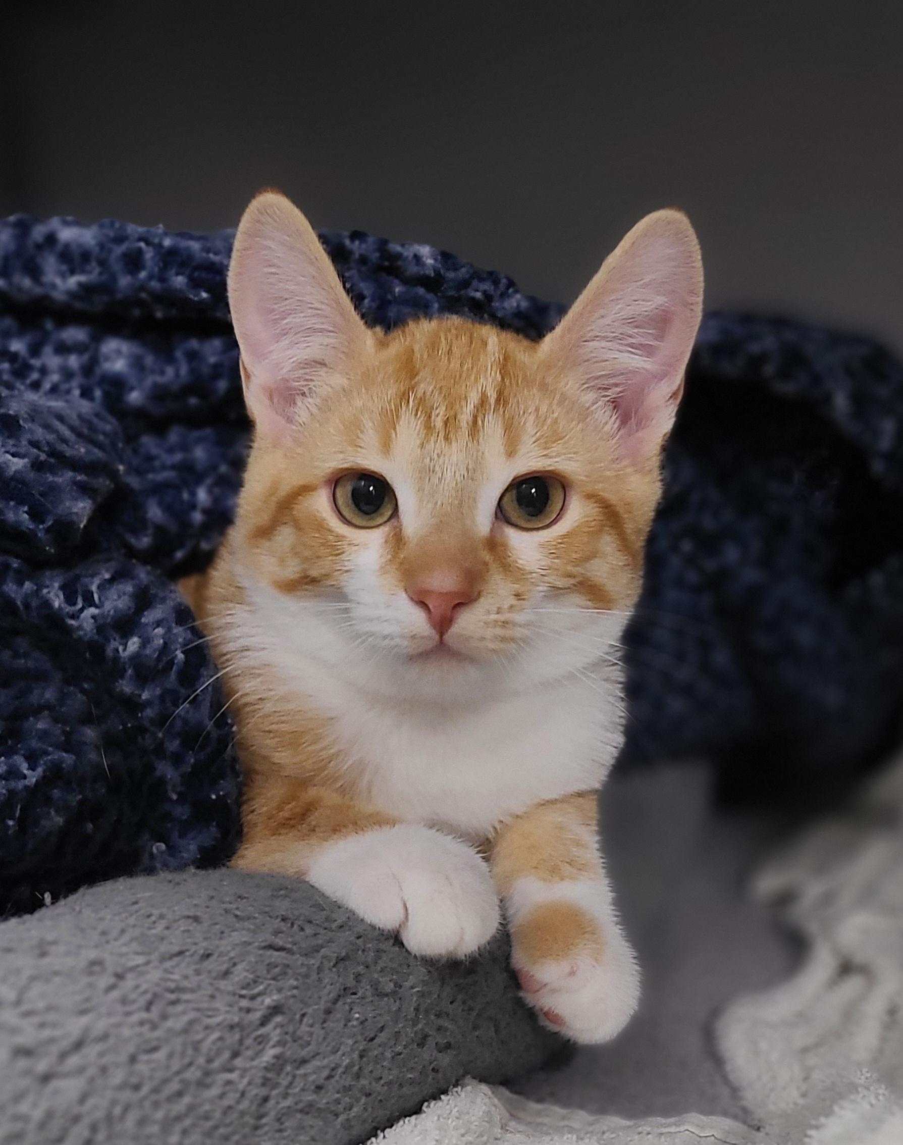 Wally & Beaver Domestic Short Hair Cat