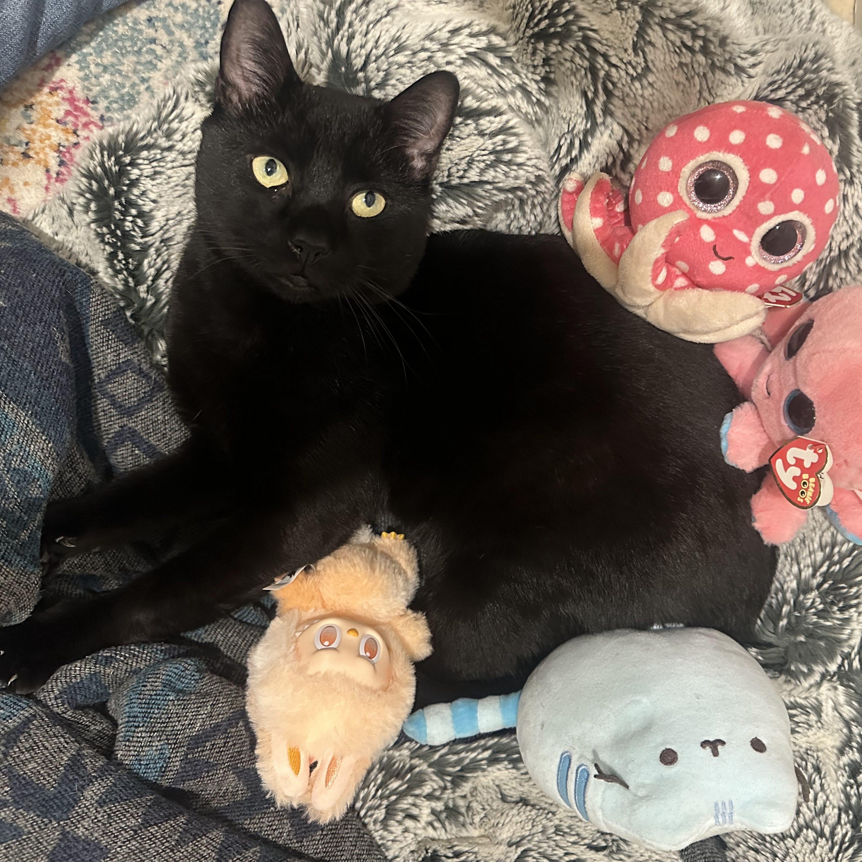 Enlarge Toucan Sam, a Adoptable Domestic Short Hair in brooklyn, NY image 2/6