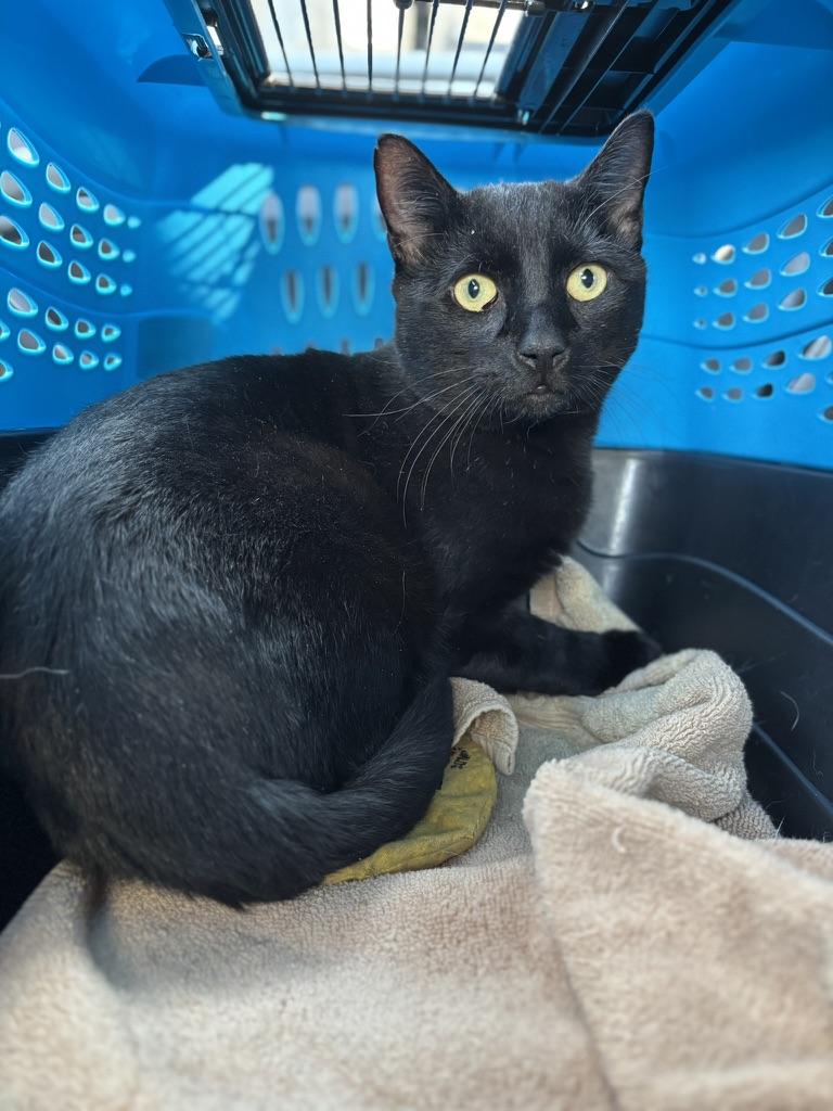 Toucan Sam, a Adoptable Domestic Short Hair in brooklyn, NY image 6/6