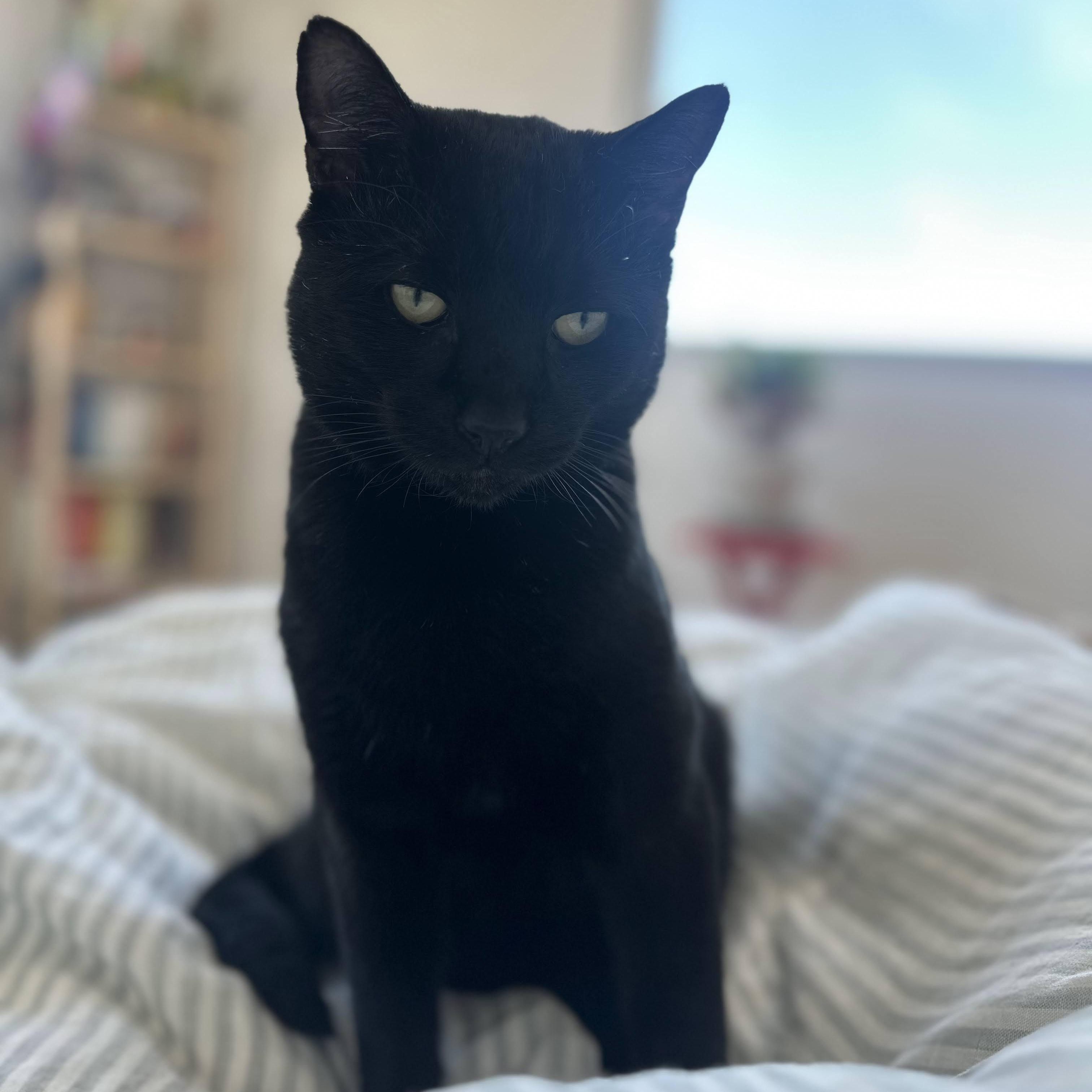 Enlarge Toucan Sam, a Adoptable Domestic Short Hair in brooklyn, NY image 1/6