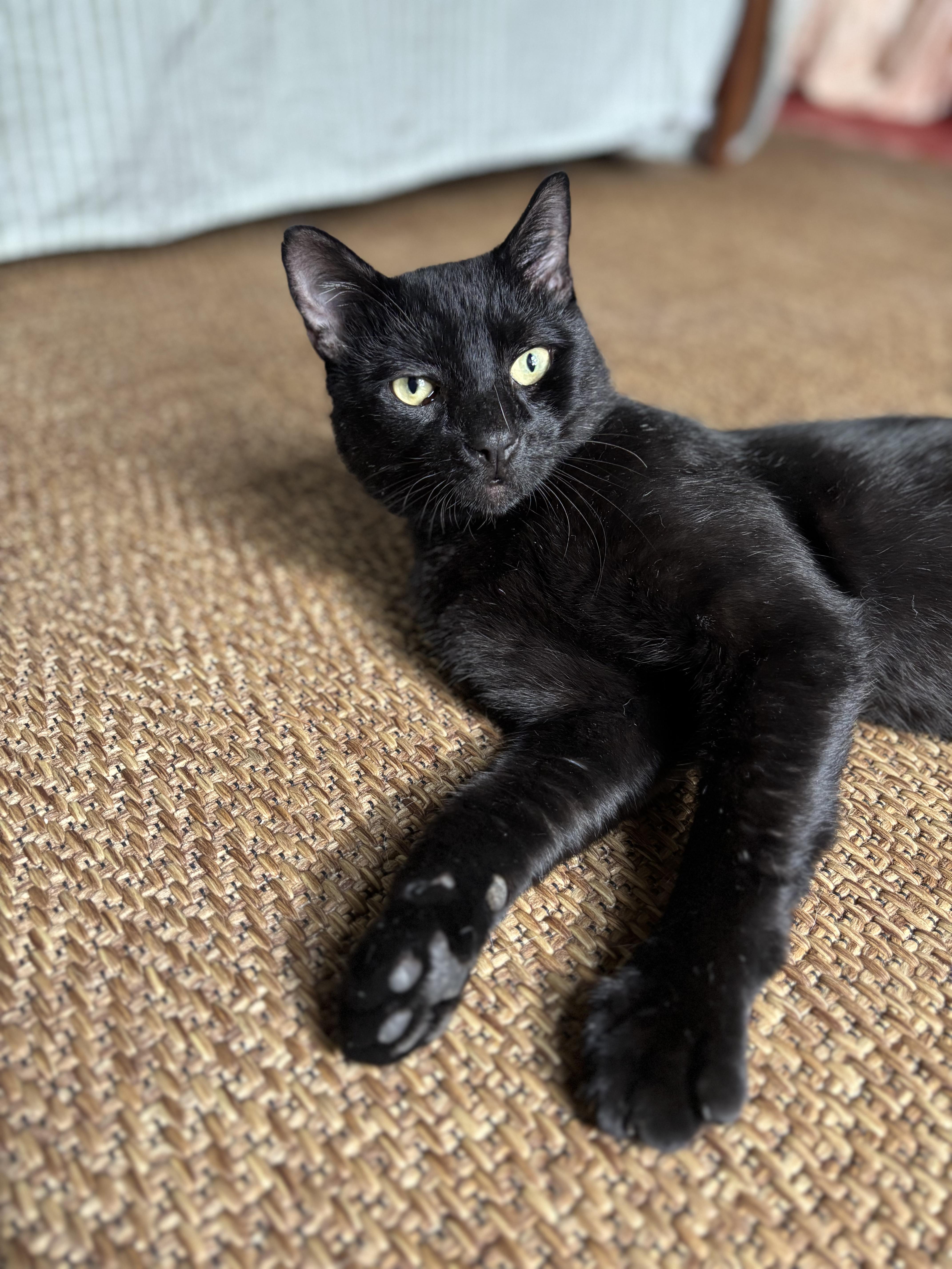 Toucan Sam, a Adoptable Domestic Short Hair in brooklyn, NY image 2/6