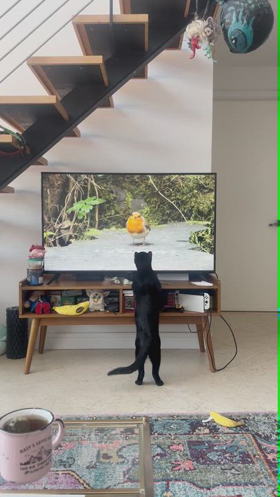 Enlarge Toucan Sam, a Adoptable Domestic Short Hair in brooklyn, NY video 5/6