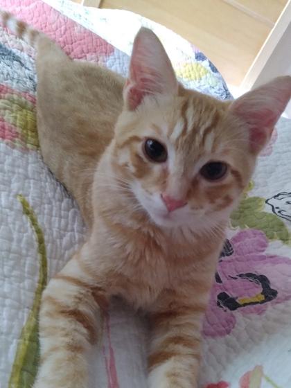 Enlarge Jonathan, a Adoptable Domestic Short Hair in Romeoville, IL image 1/1