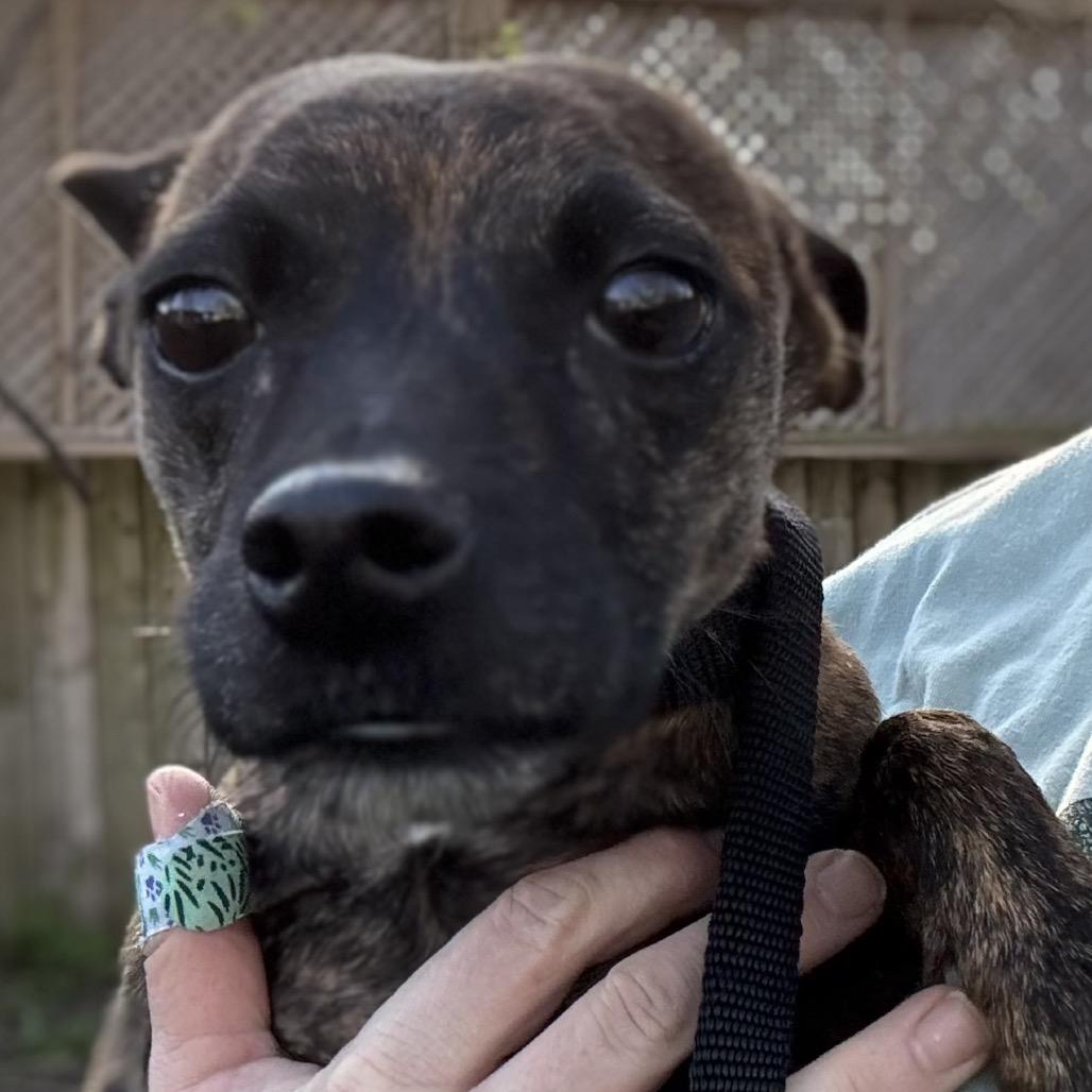 Granite, Adoptable, Adult Male Chihuahua.
