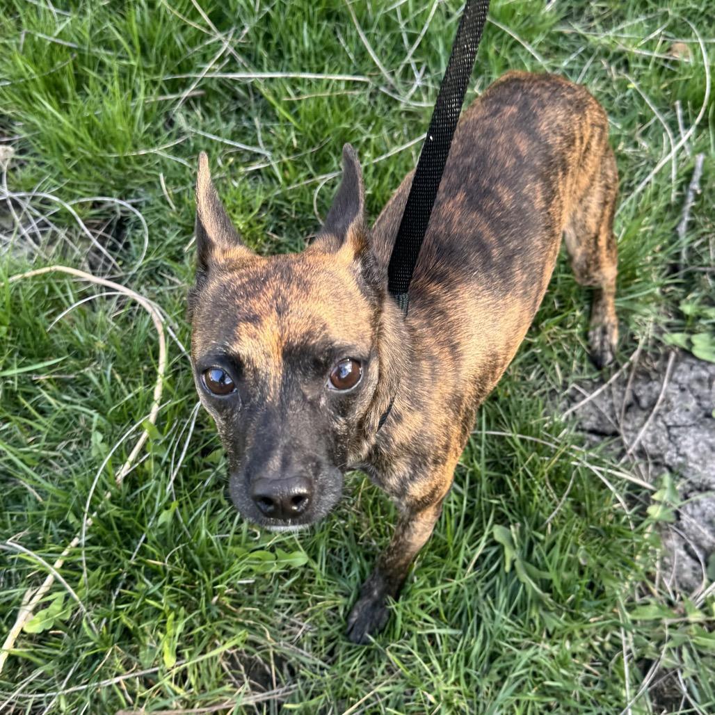 Enlarge Granite, a Adoptable Chihuahua in Hudson, IL image 1/3