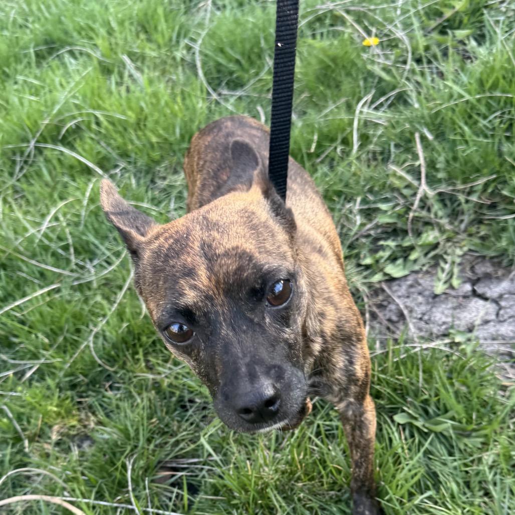 Enlarge Granite, a Adoptable Chihuahua in Hudson, IL image 2/3