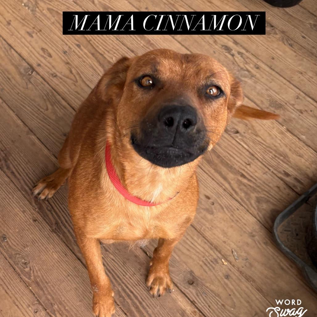 Cinnamon, a Adoptable Mixed Breed in Moab, UT image 1/6