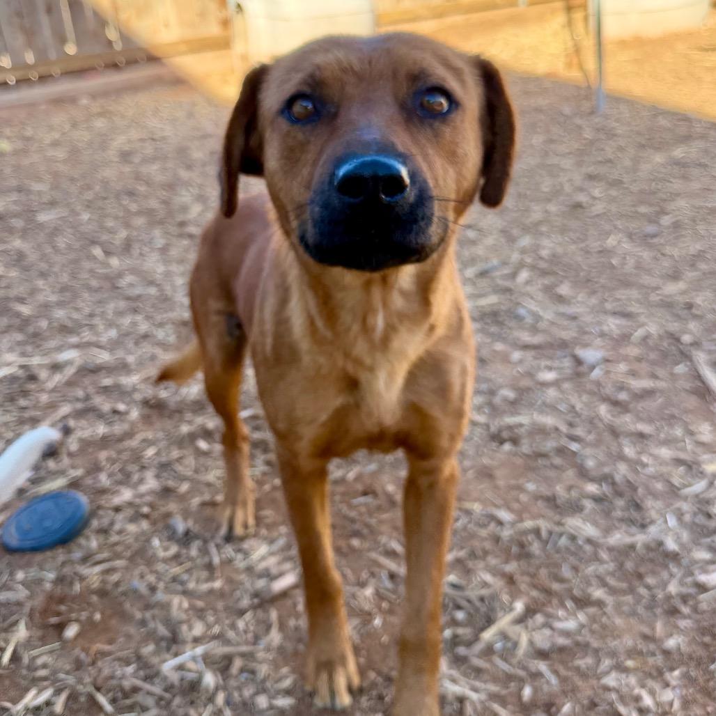 Cinnamon, a Adoptable Mixed Breed in Moab, UT image 2/6