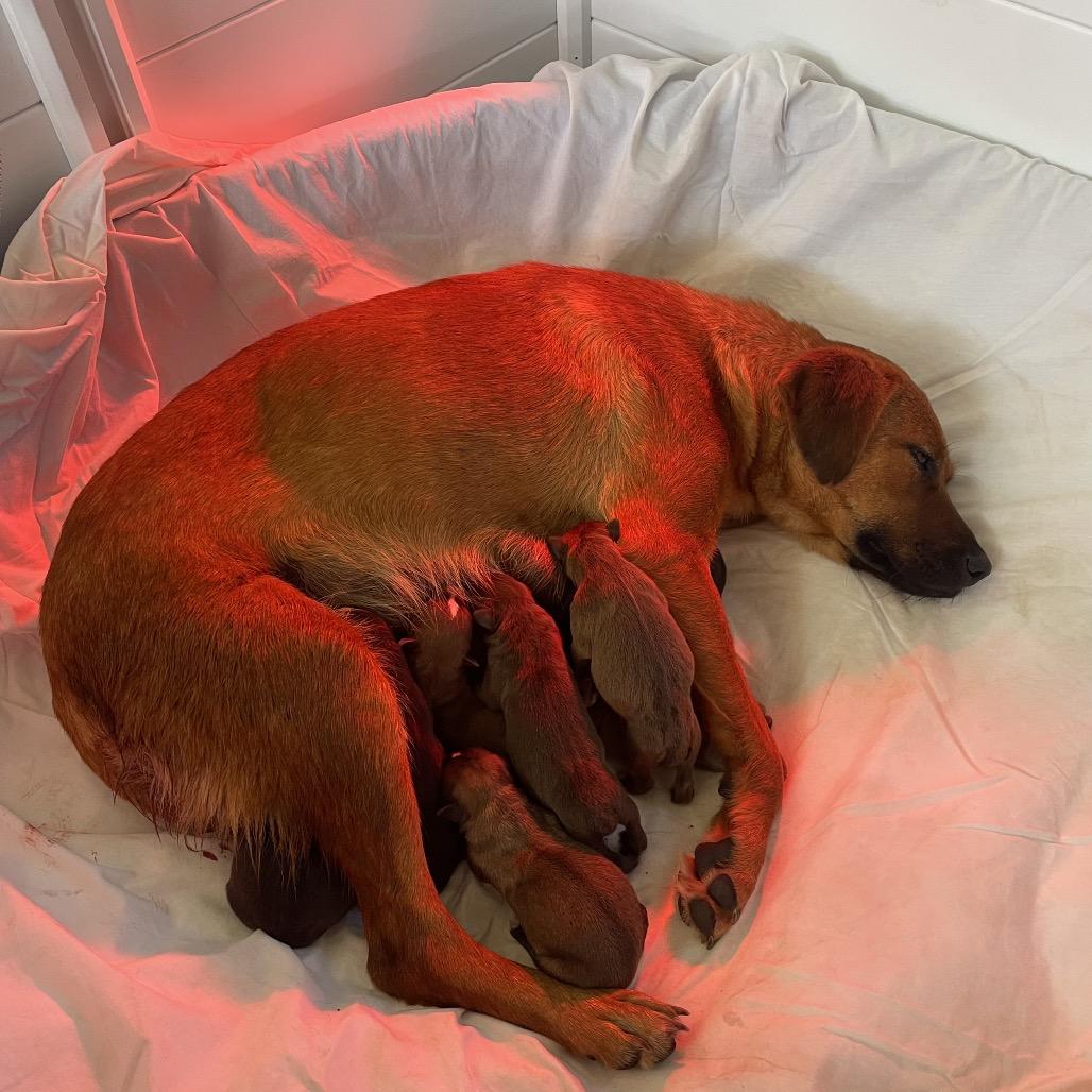 Cinnamon, a Adoptable Mixed Breed in Moab, UT image 3/6