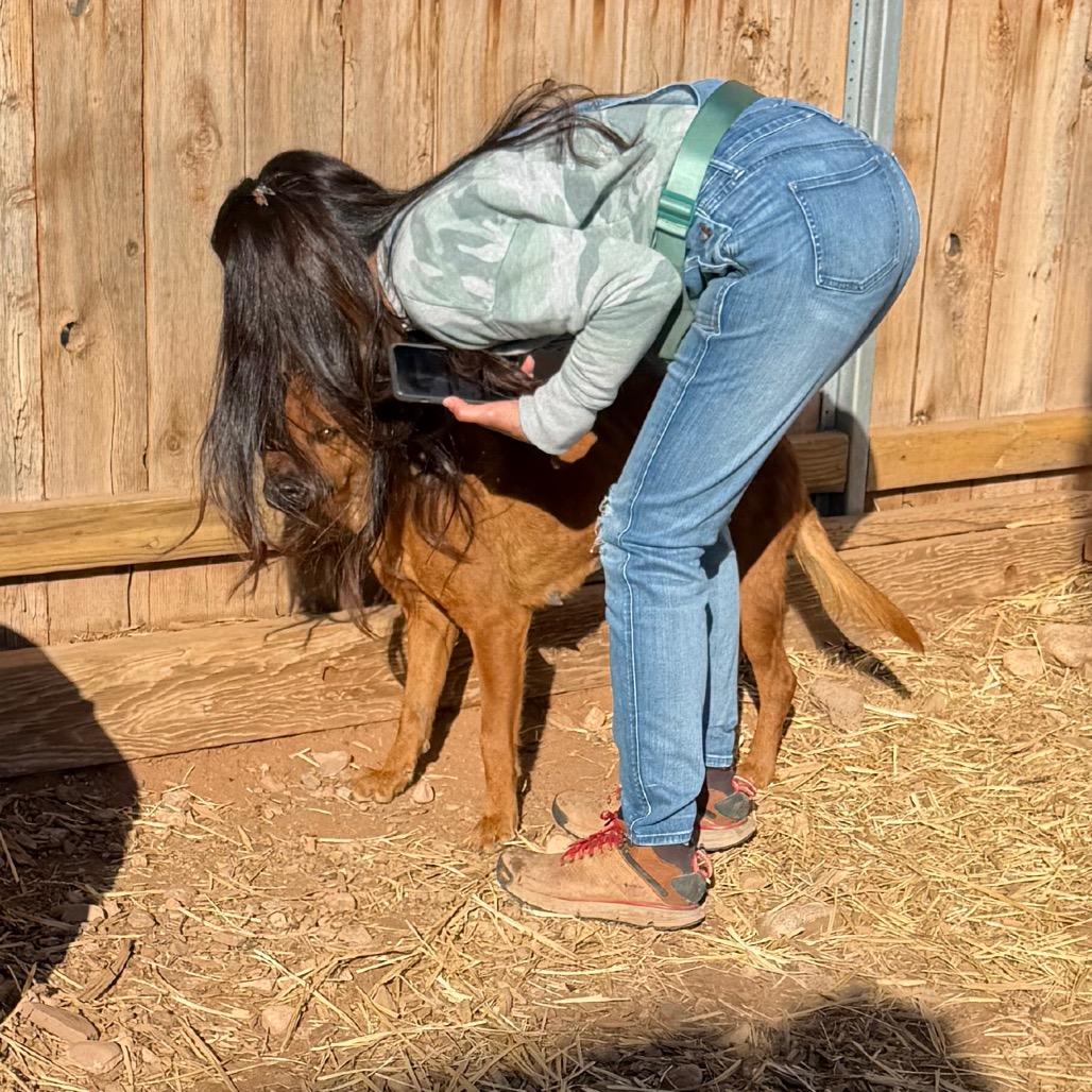 Cinnamon, a Adoptable Mixed Breed in Moab, UT image 4/6