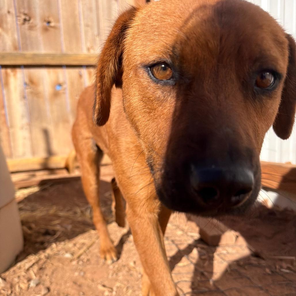Cinnamon, a Adoptable Mixed Breed in Moab, UT image 5/6