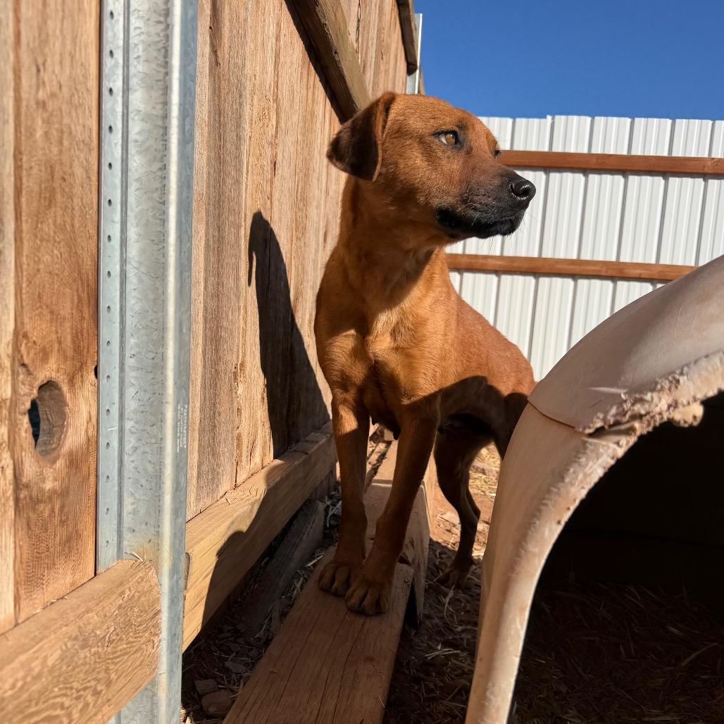 Cinnamon, a Adoptable Mixed Breed in Moab, UT image 6/6