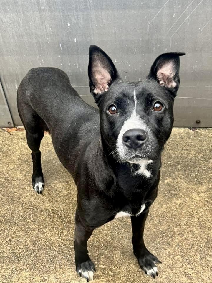 Annelle, an adopted mixed breed in Chicago, IL image 4/5