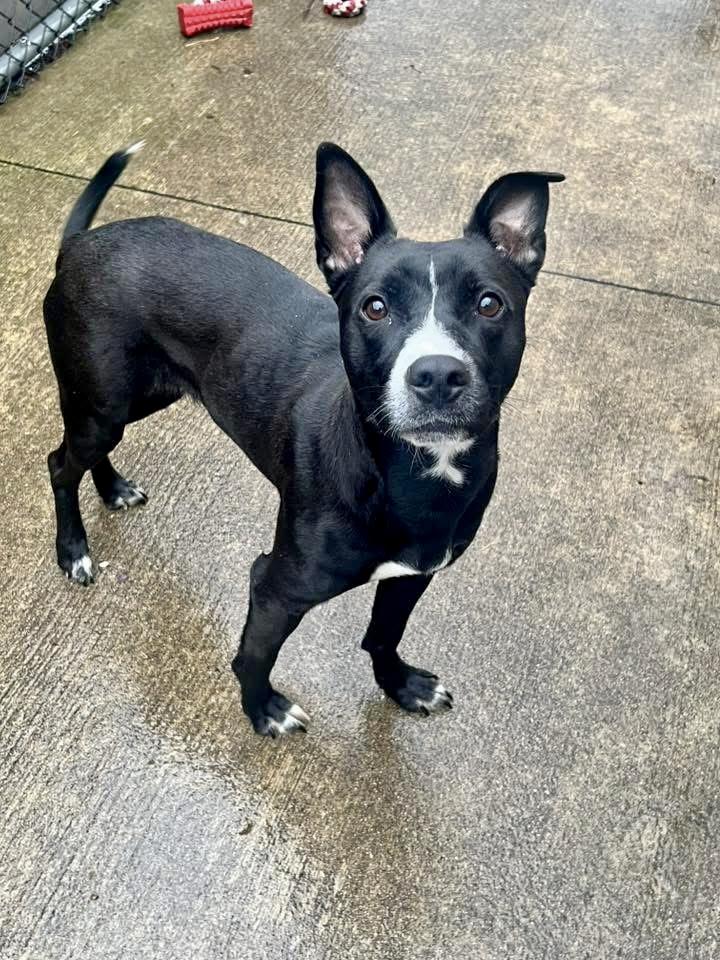 Annelle, an adopted mixed breed in Chicago, IL image 3/5