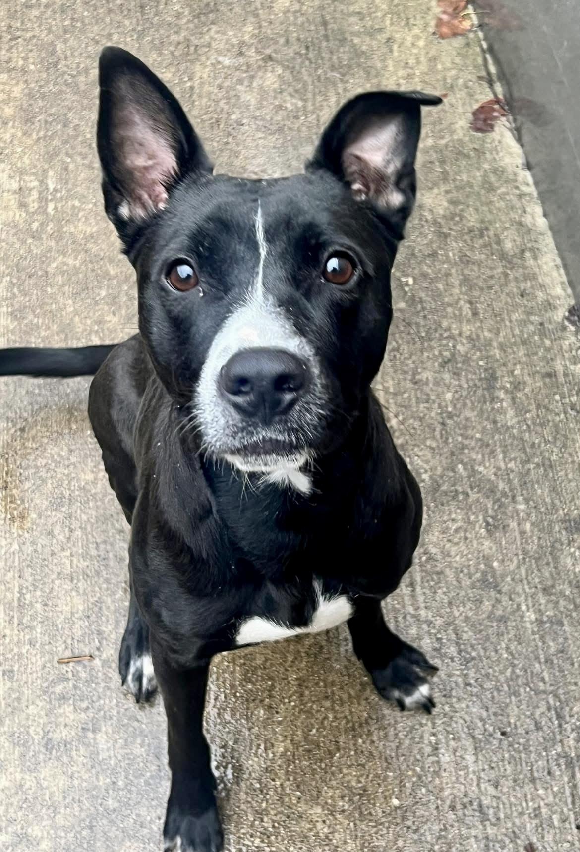 Annelle, ADOPTABLE, Adult Female Border Collie.